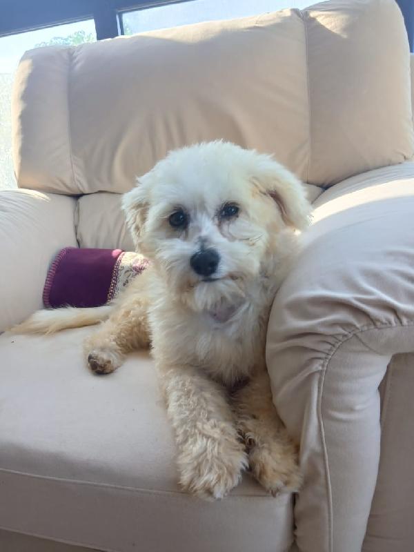 Flex, un tenero maltese Foto 3